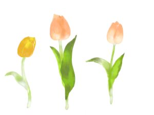 誕生日の花と花言葉 大切な人の誕生花は何 花に込められた意味 水晶玉子 陰陽艶花占